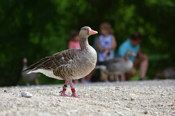 Greylag Geese Wildlife Park Gruenau Almtal Austria — Foto Stock