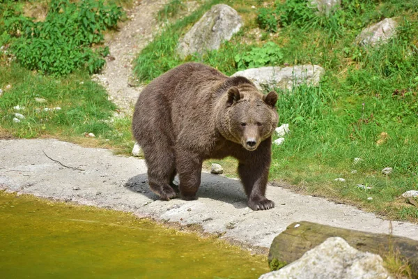 Brown Bear Wildlife Park Gruenau Almtal Austria — Stockfoto