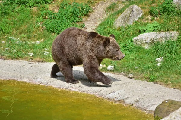 Brown Bear Wildlife Park Gruenau Almtal Austria — Fotografia de Stock