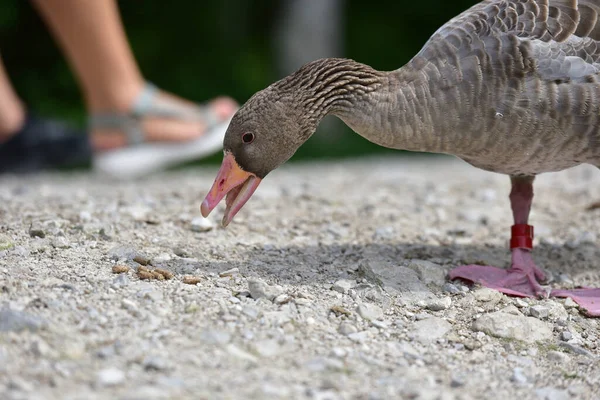 Greylag Geese Wildlife Park Gruenau Almtal Austria — Foto de Stock
