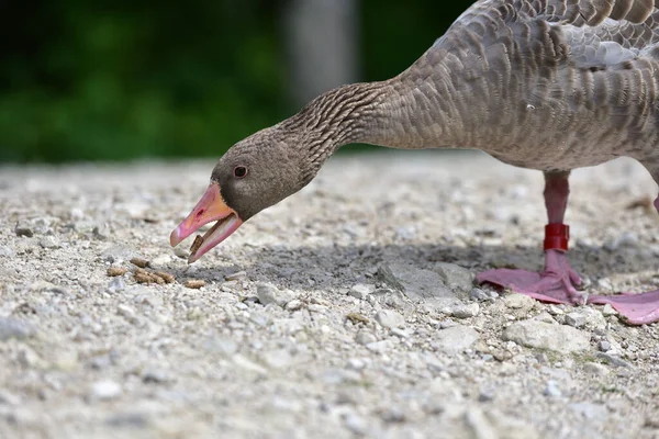 Greylag Geese Wildlife Park Gruenau Almtal Austria — Foto Stock