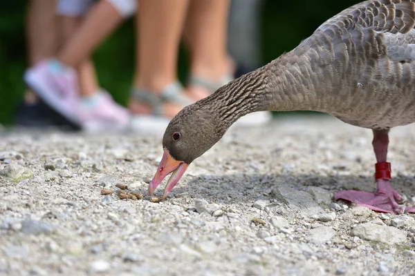 Greylag Geese Wildlife Park Gruenau Almtal Austria — Foto Stock