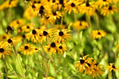 Ortak Coneflower 'ı içeren bir yuva