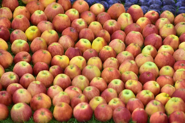 Образец Яблоками Ярмарке Tulin Garden — стоковое фото