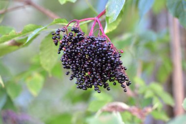 Çalının üstünde olgun mürver