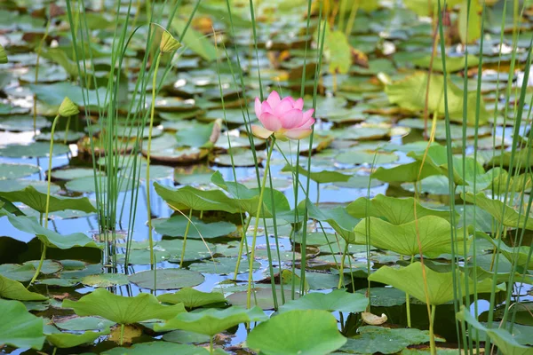 Tulln Bahçesi Nde Bir Gölette Nilüfer Çiçeği — Stok fotoğraf