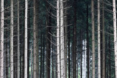 Orman ve ağaç gövdelerinin ön görüntüsü.