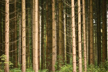Orman ve ağaç gövdelerinin ön görüntüsü.