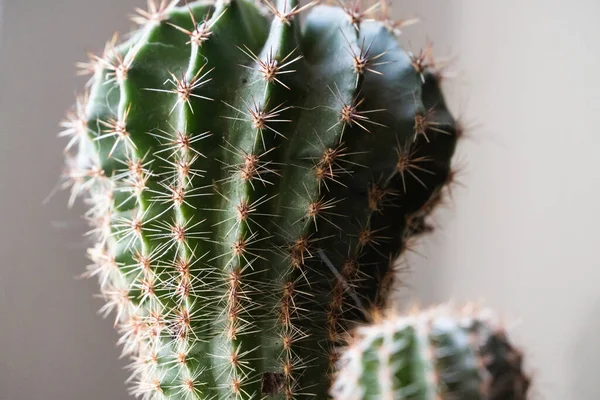 Cactus in a pot close-up. House plants. — Stock Photo, Image