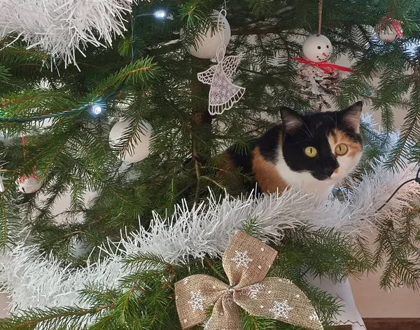 Tahta Arka Planda Bir Kedinin Dallarında Noel Süslemeleri Yeni Yıl — Stok fotoğraf