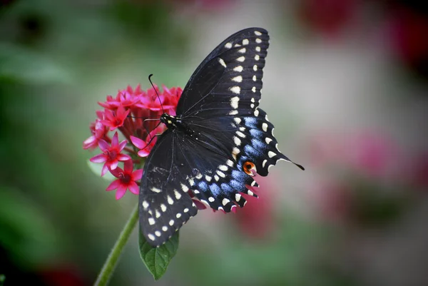 Mariposa monarca negra — Foto de Stock