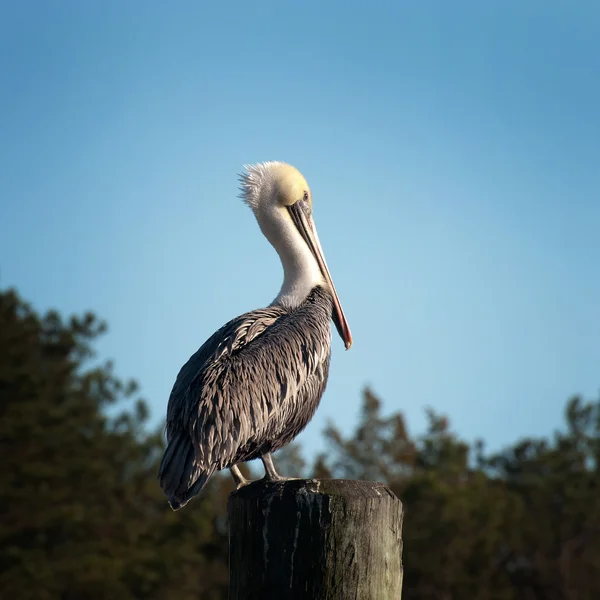 Pelikanen på pålning — Stockfoto