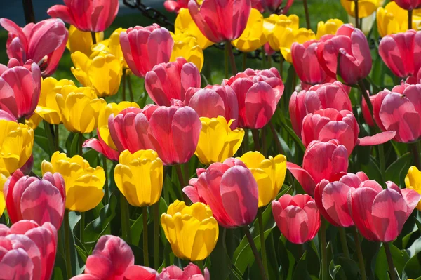 Czerwony & żółte tulipany — Zdjęcie stockowe