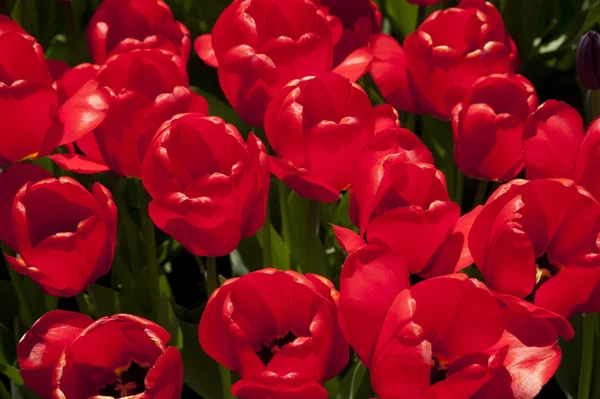 Red Tulips