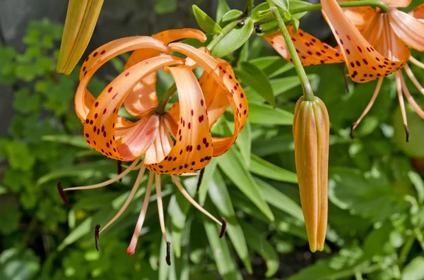 Briljante oranje tiger lily — Stockfoto