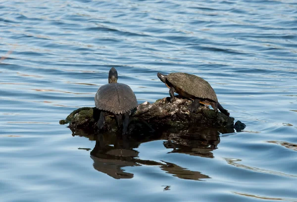 Sunning Turtles — Stock Photo, Image