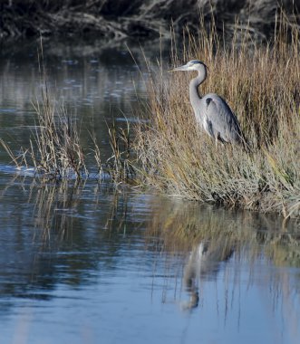 Büyük Mavi Balıkçıl