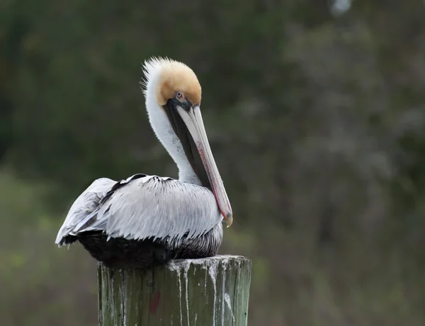 Pelican Pose — Fotografie, imagine de stoc