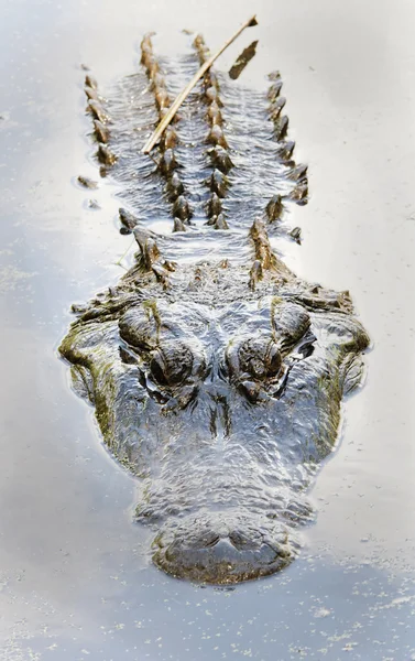 Gator Shape — Stock Photo, Image