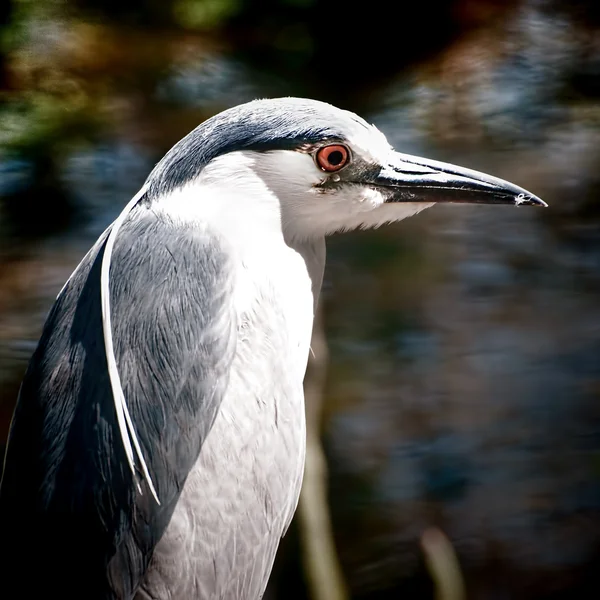 Blaureiher — Stockfoto