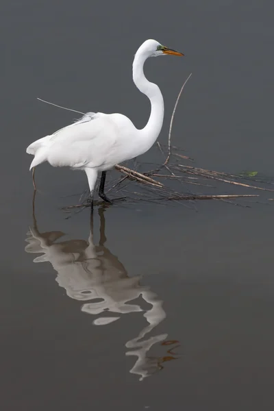 Snöig vit egret — Stockfoto