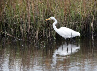 sinsi sinsi üzerinde Snowy balıkçıl