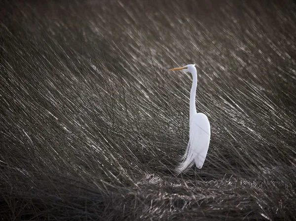 Snowy egret — Stockfoto