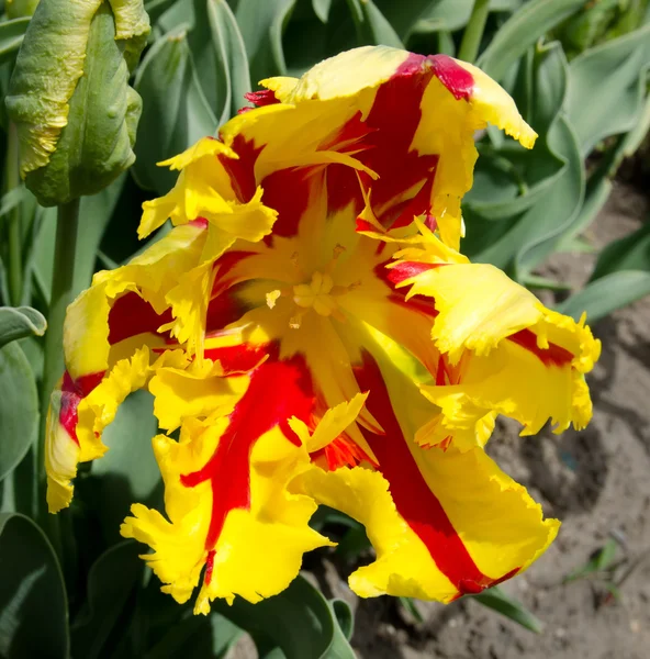 Żółte i czerwone tulipany wielu flory — Zdjęcie stockowe