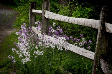 Ahşap çit boyunca Wildflowers