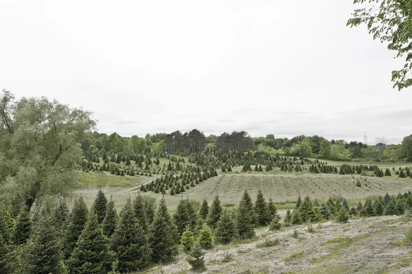 Christmas Tree Farm in Summers — Stock Photo, Image