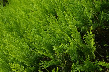 Güneşli bir günde, bir eşkıyanın yeşil, parlak, sulu yaprakları.