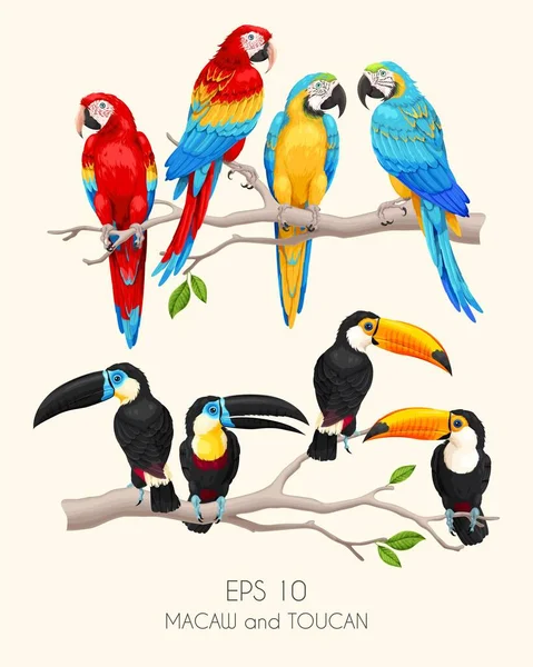 Vector set of high detailed macaw and toucan — Stock Vector