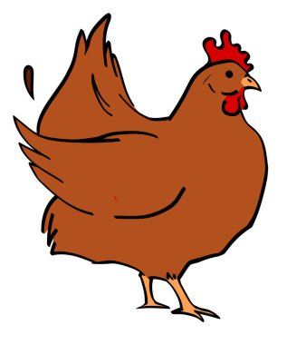 Beyaz bir arka plan üzerinde tavuk