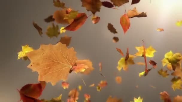 落下葉の単発の背景 — ストック動画