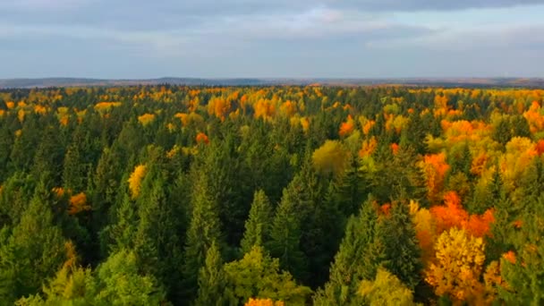 Prachtig veelkleurig herfstbos bij zonnig weer. vanuit de lucht bekeken. — Stockvideo