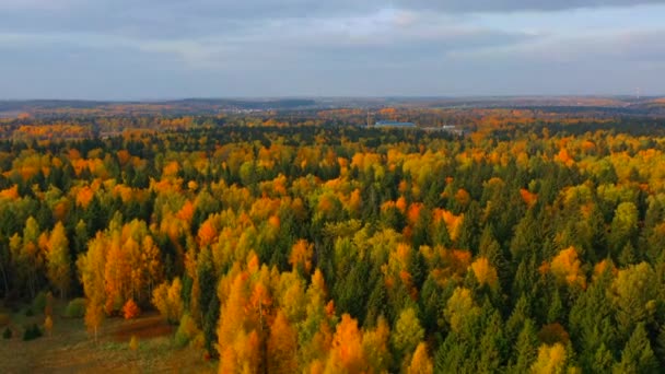 Prachtig veelkleurig herfstbos bij zonnig weer. vanuit de lucht bekeken. — Stockvideo