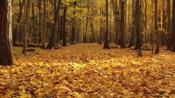 Žluté jasné listy poseté cestou v podzimním lese za teplého slunečného dne — Stock video