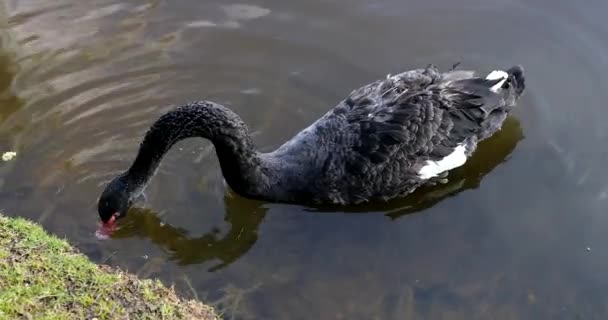 Gyönyörű fekete hattyú úszik a tavon keres élelmiszer — Stock videók