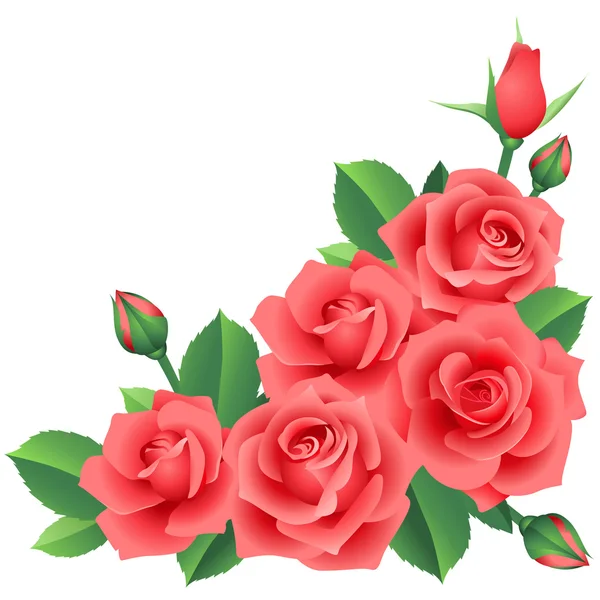 Red roses — Stock Vector