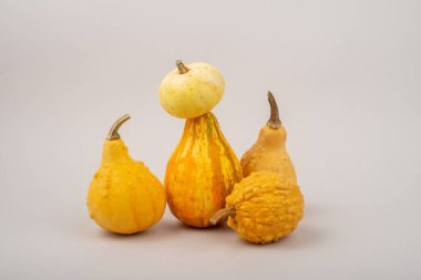 Bej arkaplanda küçük dekoratif sarı balkabağı seçimi.