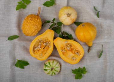 Küçük dekoratif balkabakları ve keten masa örtüsünde taze bitkiler..