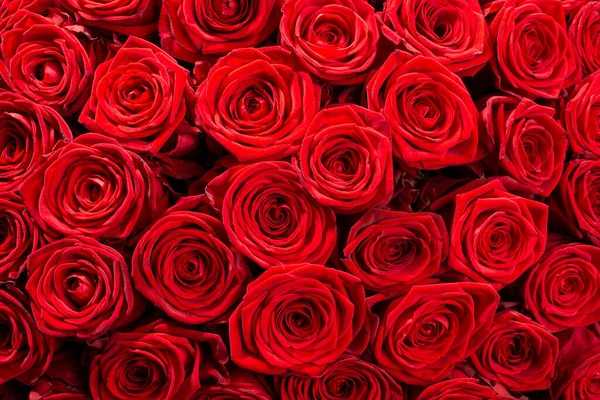 大群深红色的玫瑰凑在一起了. — 图库照片#