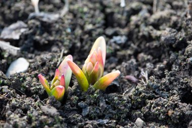 Zambaklar kuru ve çatlamış toprakta filizlenmeye başlar..