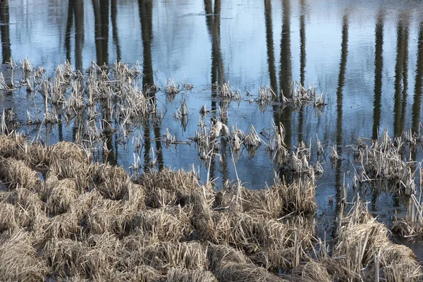 Dry reed plants in the water with tree reflections. — Stock Photo, Image
