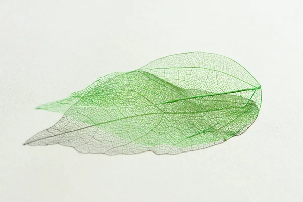 Renkli şeffaf yeşil iskelet yaprağı beyaz arka planda izole edilmiş güzel gölgesi var..