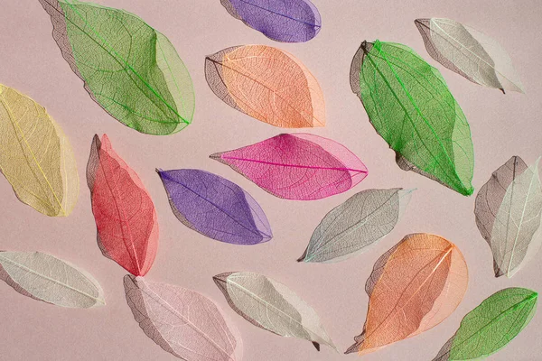 Kolorowe dekoracyjne przezroczyste liście szkieletu z pięknymi cieniami odizolowanymi na różowym tle. — Zdjęcie stockowe