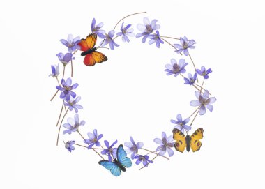 Karaciğer yaprağı çiçekleri ve kelebek çerçevesi, beyaz arkaplanda izole edilmiş..