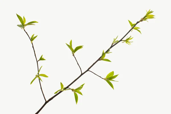 Twig início da primavera com folhas jovens frescas isoladas no fundo branco. — Fotografia de Stock