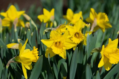 Narcissus Saint Keverne, bahçede açan sarı nergis çiçekleri.