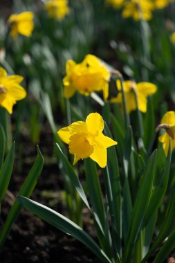 Büyük nergis, Narcissus Pentewan çiçek tarhında.